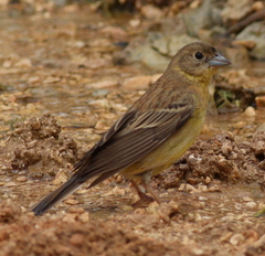 Emberiza cineracea