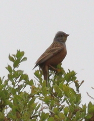 Emberiza caesia