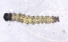 Euproctis sparsa