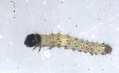 Euproctis sparsa