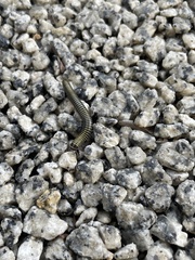 Anadenobolus monilicornis