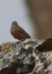Emberiza caesia
