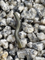 Anadenobolus monilicornis