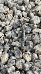 Anadenobolus monilicornis