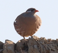 Ammoperdix griseogularis