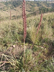 Watsonia densiflora