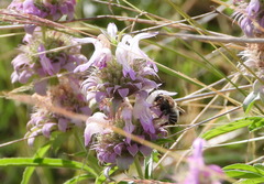 Anthophora californica