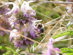 Anthophora californica