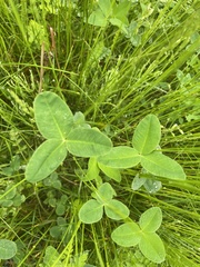 Trifolium hybridum