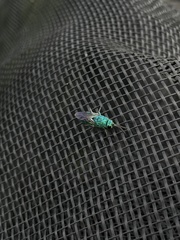 Chrysis smaragdula