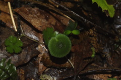 Gliophorus viridis image
