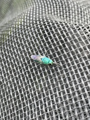 Chrysis smaragdula