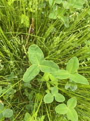 Trifolium hybridum