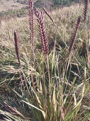 Watsonia densiflora