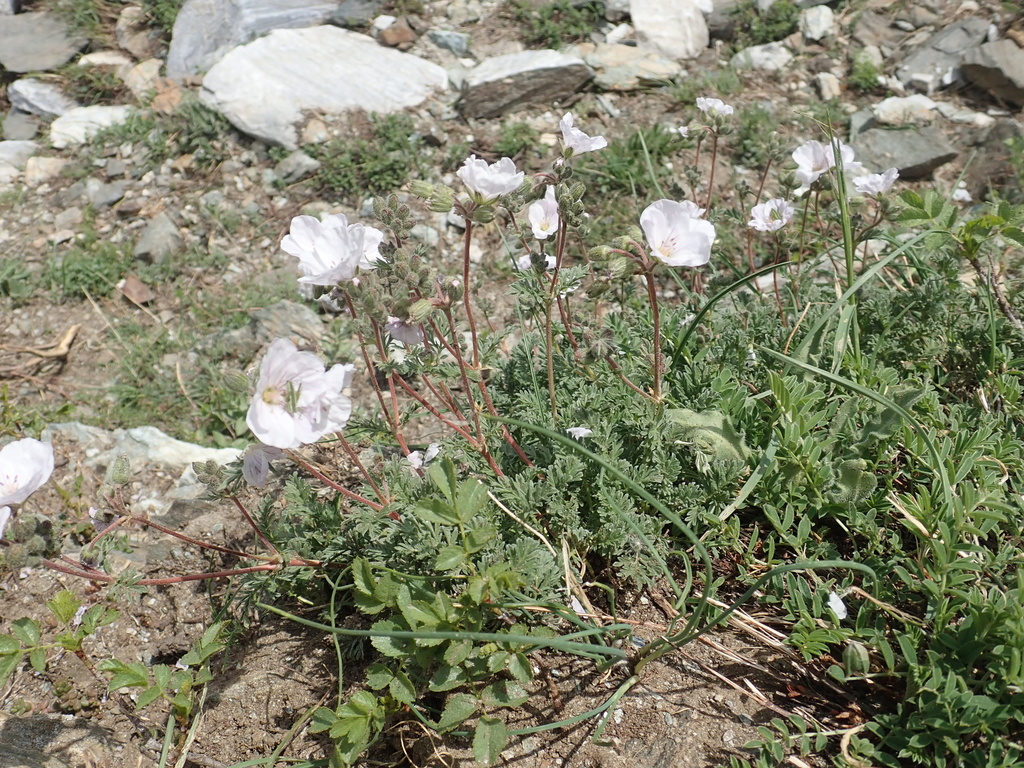 Erodium sibthorpianum (Erodium sibthorpianum)