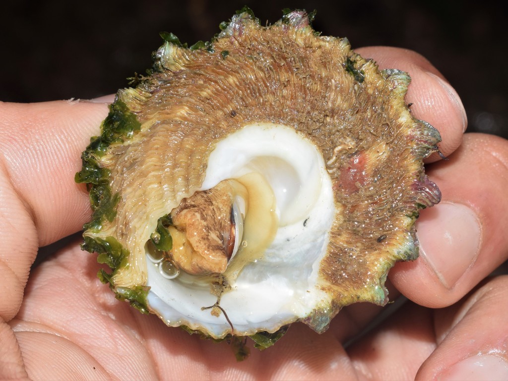 Astralium latispina