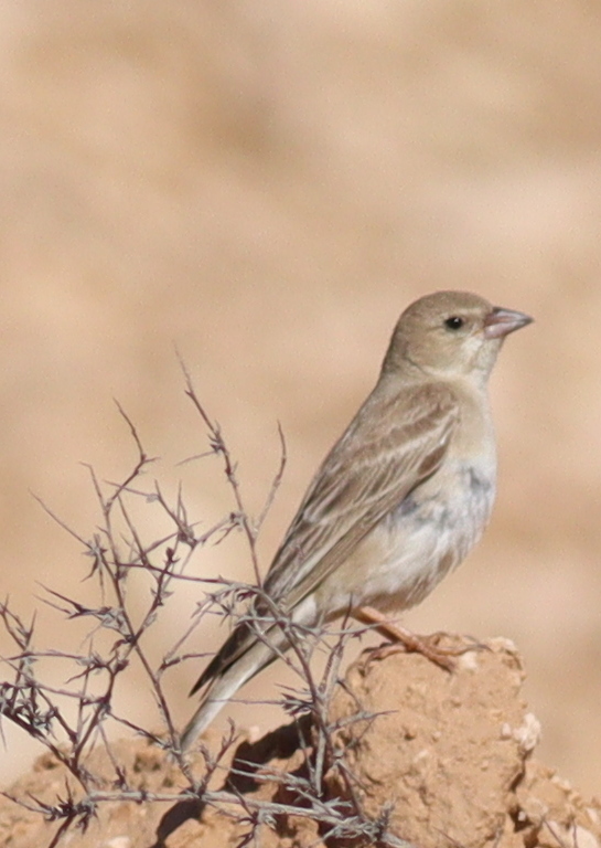 Pale Rockfinch photo