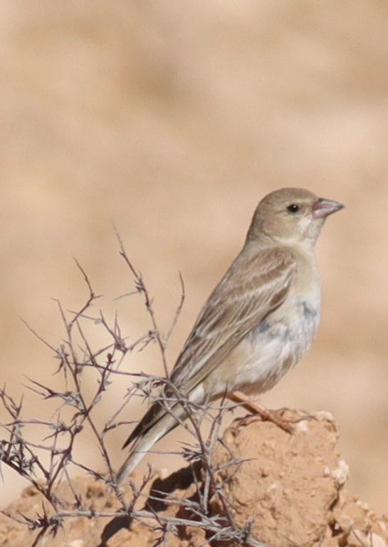 Pale Rockfinch (Carpospiza brachydactyla), photo 3