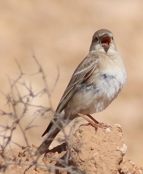Pale Rockfinch (Carpospiza brachydactyla), photo 4