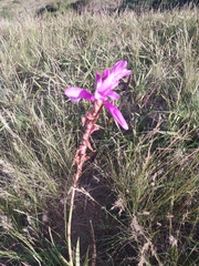 Watsonia densiflora