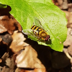 Syrphus
