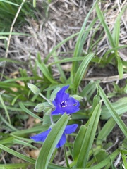 Tradescantia bracteata
