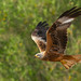 European Red Kite - Photo (c) Paul Cools, some rights reserved (CC BY-NC), uploaded by Paul Cools