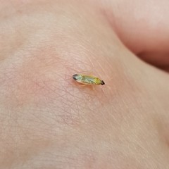 Phylus melanocephalus