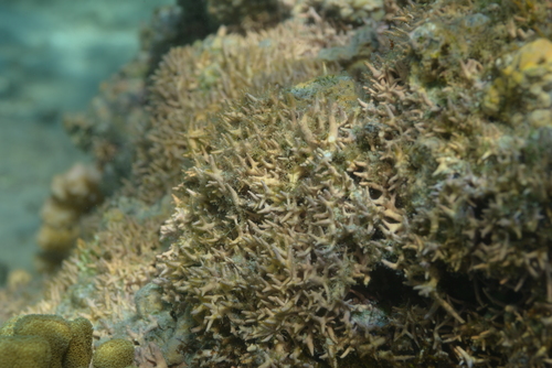 Porolithon gardineri