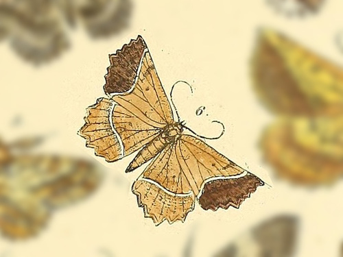 Proteopharmacis valdiviata