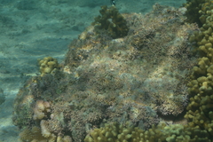 Hydrolithon gardineri