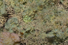 Hydrolithon gardineri