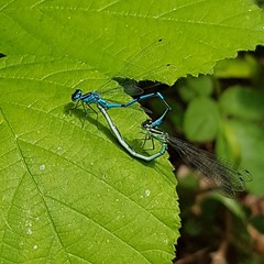 Coenagrion puella