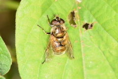Eristalinus viridis