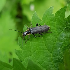 Cantharis obscura
