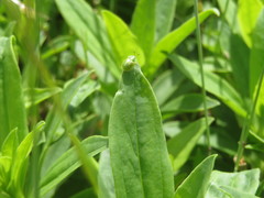 Cassida margaritacea