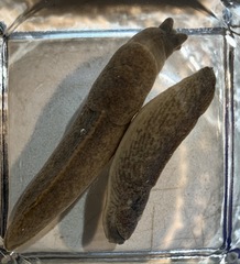 Tandonia sowerbyi