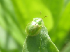 Cassida margaritacea