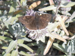 Erynnis tristis