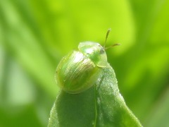 Cassida margaritacea