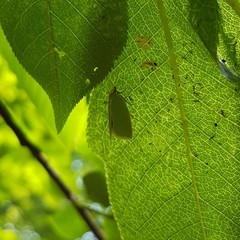 Tortrix viridana