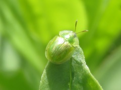 Cassida margaritacea
