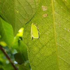 Tortrix viridana