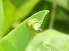 Cassida margaritacea