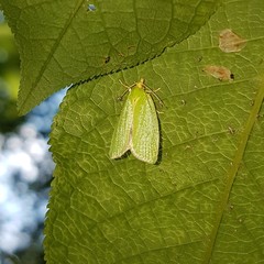 Tortrix viridana