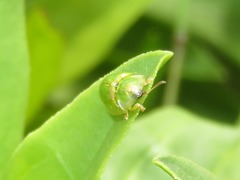 Cassida margaritacea