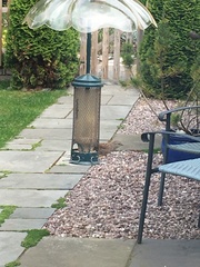 Prunella modularis occidentalis