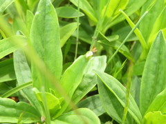 Cassida margaritacea