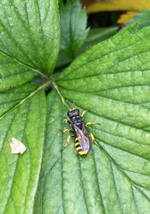 Ectemnius cephalotes