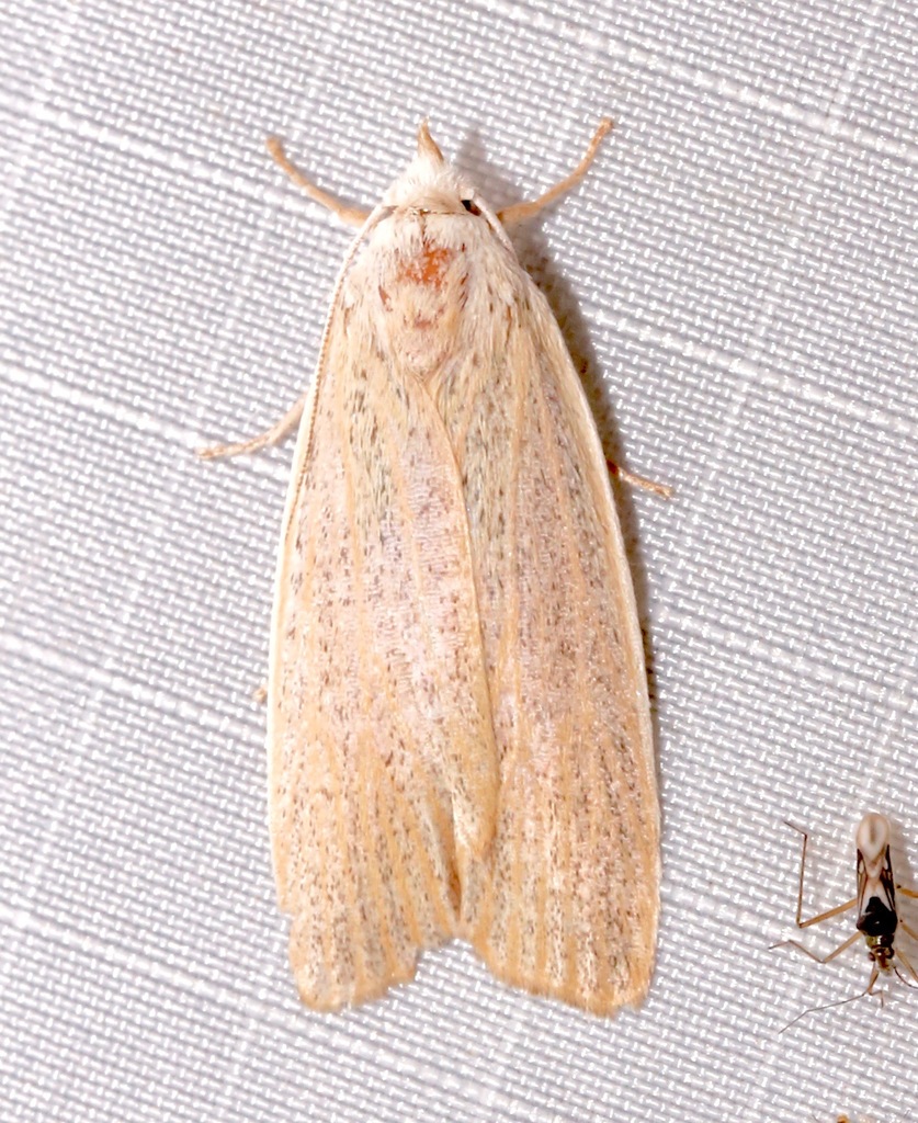 Pale Palpidia